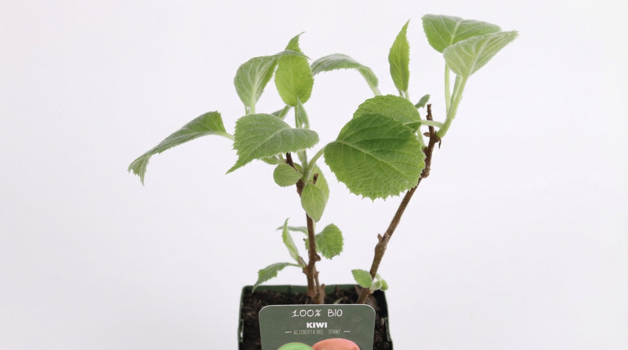 Actinidia Delciosioa 'Jenny' Kiwi P 13 H 45 cm - 6462 - PlantenShop24