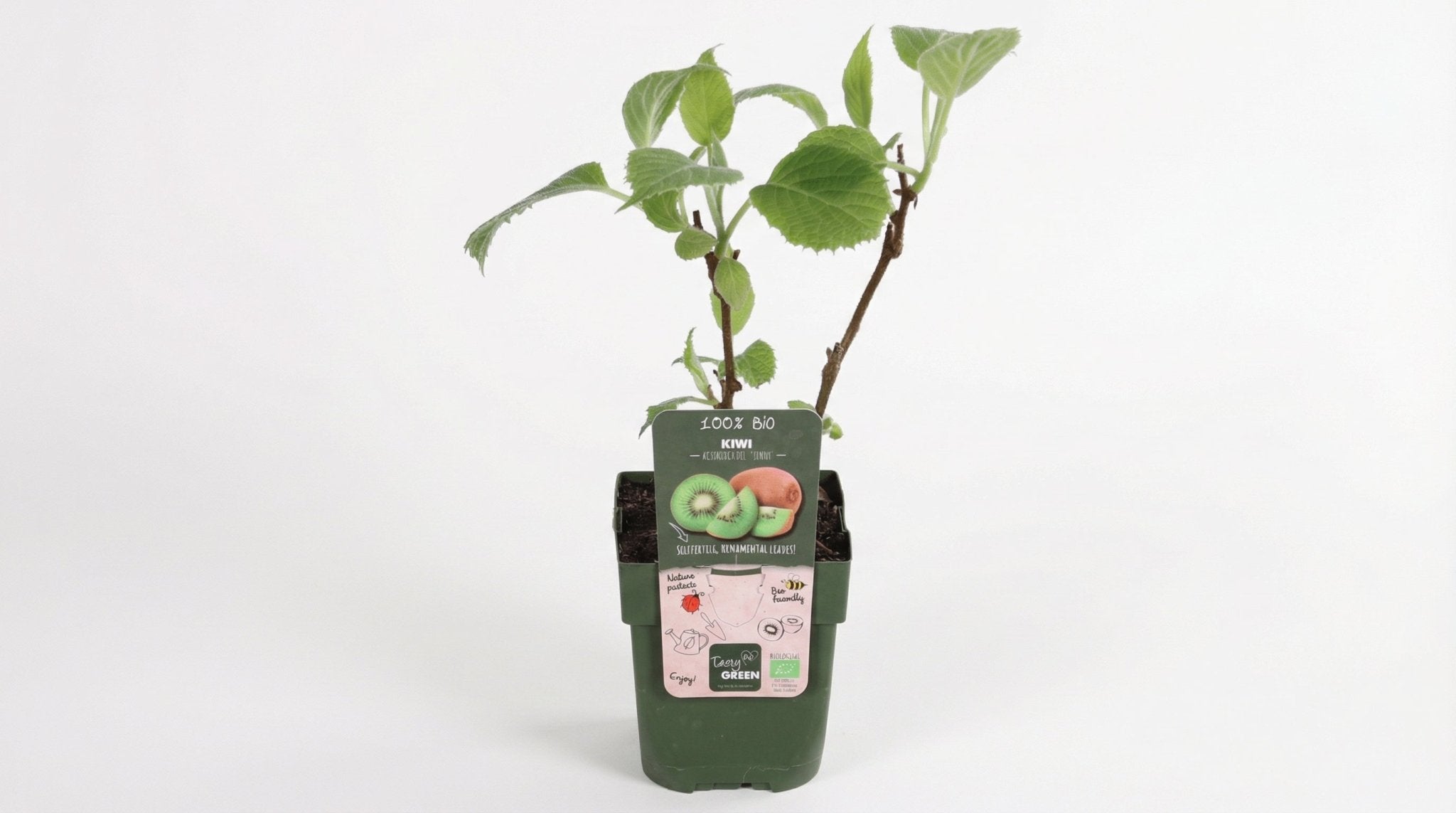 Actinidia Delciosioa 'Jenny' Kiwi P 13 H 45 cm - 6462 - PlantenShop24