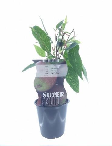 Actinidia Ken's Red (12176) P 12 H 30 cm - 27344 - PlantenShop24