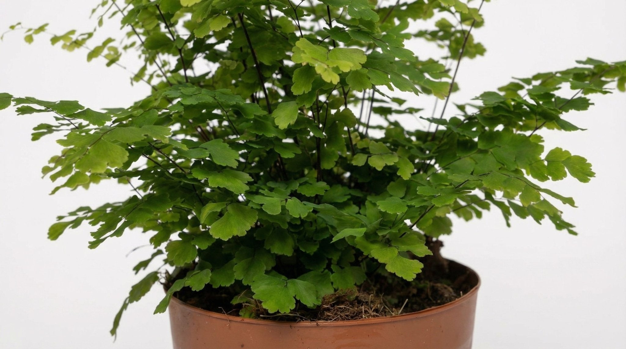 Adiantum Fritz Luthi P 12 H 35 cm - 9913 - PlantenShop24