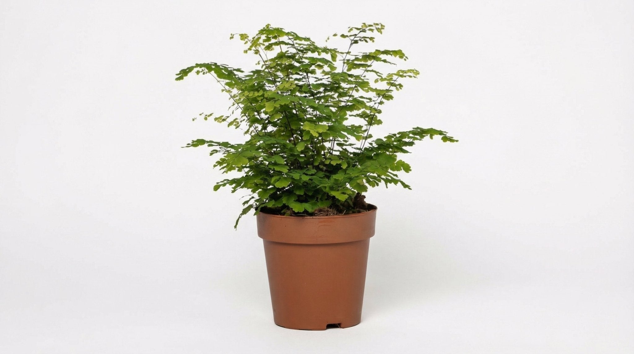 Adiantum Fritz Luthi P 12 H 35 cm - 9913 - PlantenShop24