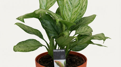 Aglaonema Christina (met pot) P 14 cm - 21479 - PlantenShop24