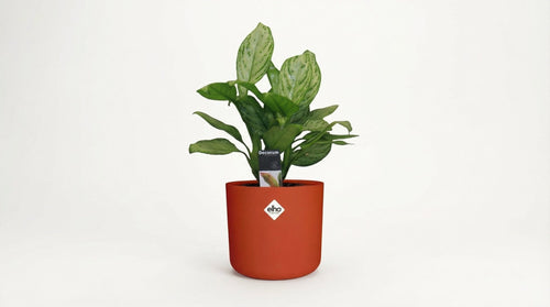 Aglaonema Christina (met pot) P 14 cm - 21479 - PlantenShop24