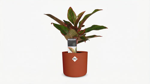 Aglaonema Crete In Elho B.for Soft Rond 'Brique' (met pot) P 14 cm - 21478 - PlantenShop24