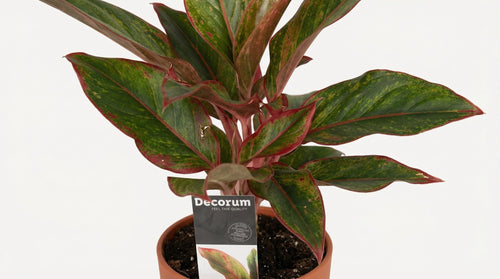 Aglaonema Crete In Elho B.for Soft Rond 'Brique' (met pot) P 14 cm - 21478 - PlantenShop24