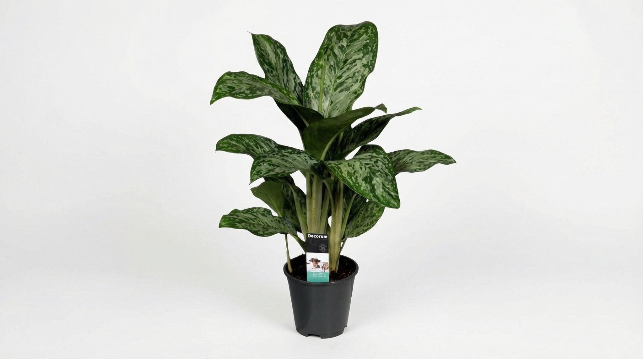 Aglaonema Greenlight (decorum) P 17 H 60 cm - 27961 - PlantenShop24