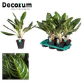 Aglaonema Keylime P 17 H 60 cm - 16272 - PlantenShop24