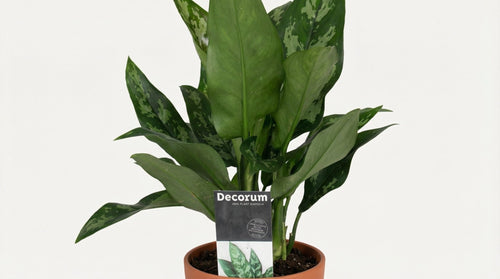 Aglaonema Maria (met pot) P 14 cm - 21480 - PlantenShop24
