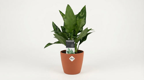 Aglaonema Maria (met pot) P 14 cm - 21480 - PlantenShop24