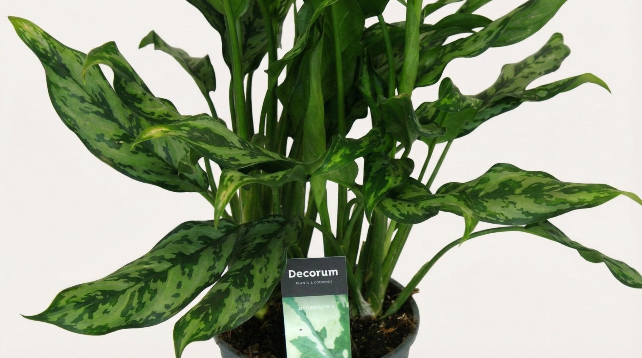 Aglaonema 'Miss Julliette' P 17 H 55 cm - 9955 - PlantenShop24