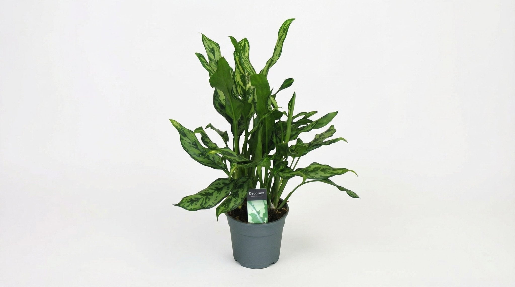 Aglaonema 'Miss Julliette' P 17 H 55 cm - 9955 - PlantenShop24