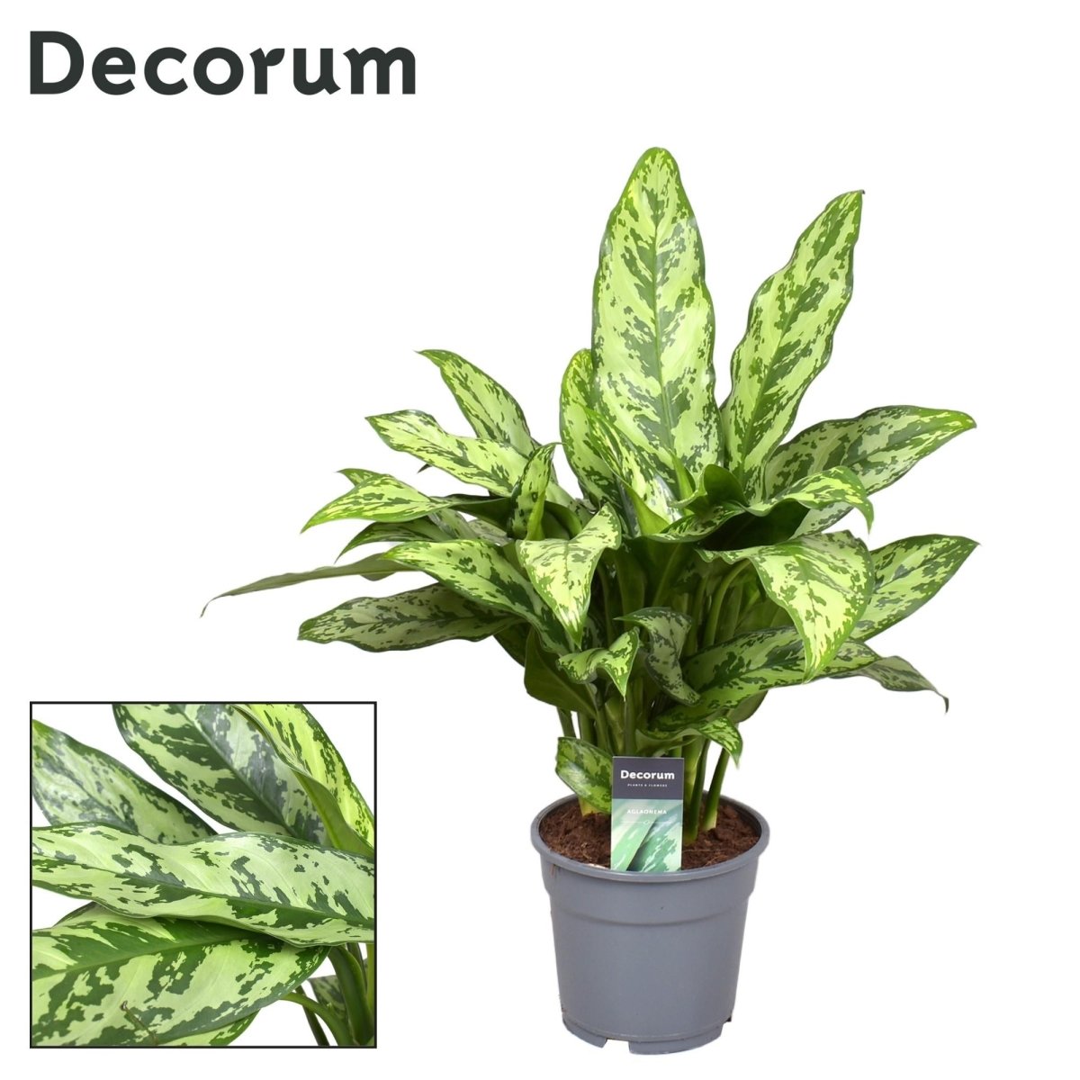 Aglaonema Romeo P 17 H 60 cm - 22437 - PlantenShop24