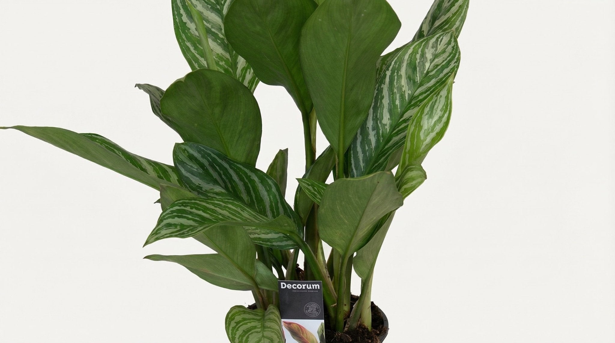 Aglaonema Stripes P 17 H 60 cm - 9965 - PlantenShop24