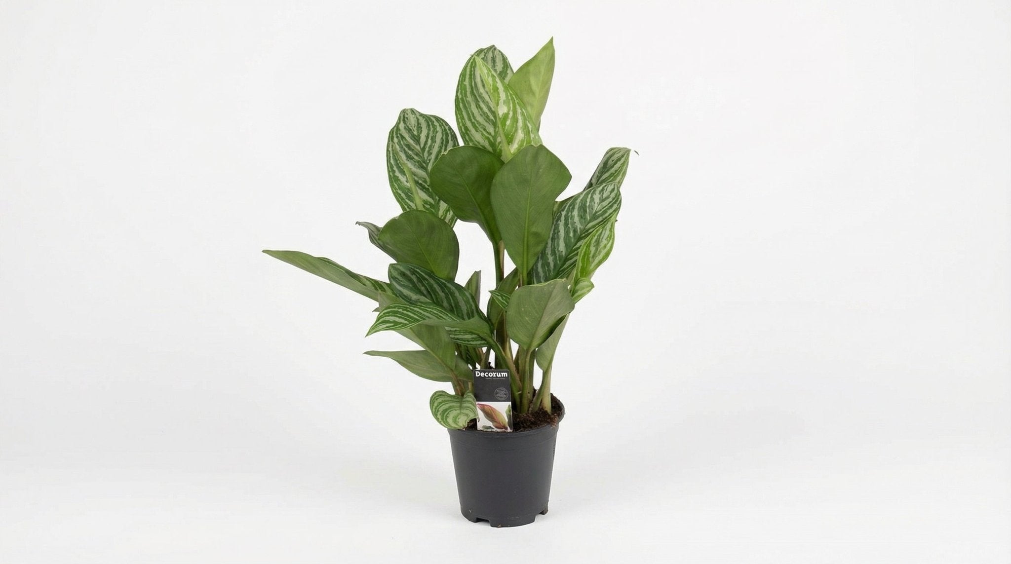 Aglaonema Stripes P 17 H 60 cm - 9965 - PlantenShop24