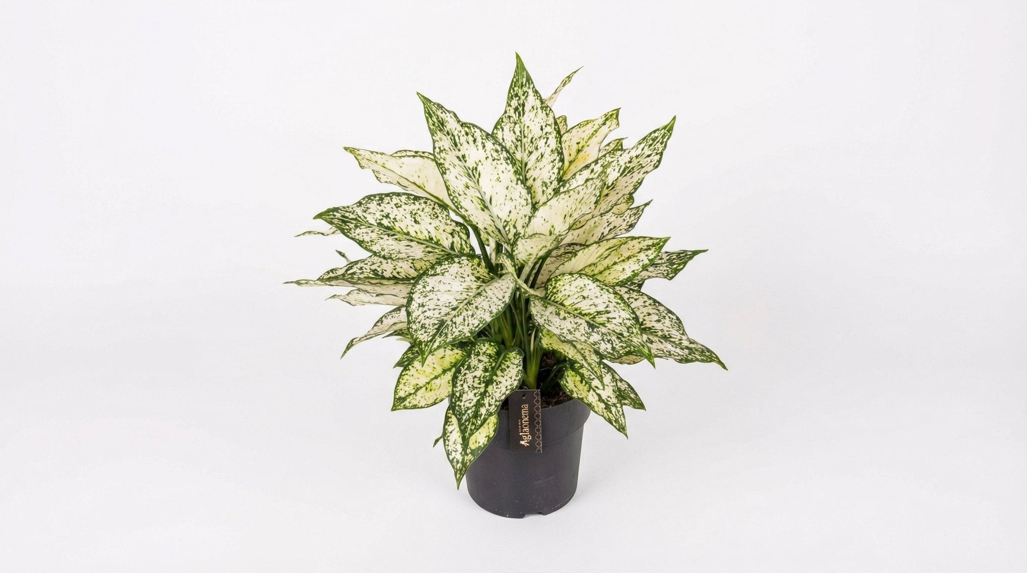 Aglaonema White Kiwi P 19 H 40 cm - 45570 - PlantenShop24
