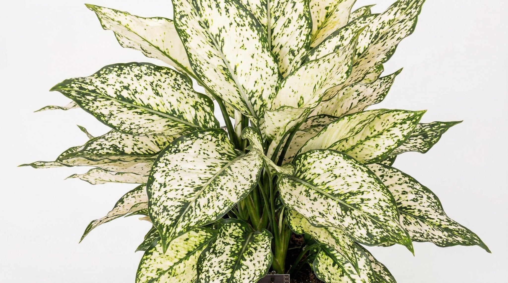Aglaonema White Kiwi P 19 H 40 cm - 45570 - PlantenShop24