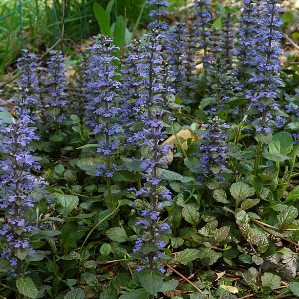 Ajuga Reptans Zelf Kweken (plug) (6 stuks) potmaat 3 cm hoogte 4 cm - 49066 - PlantenShop24