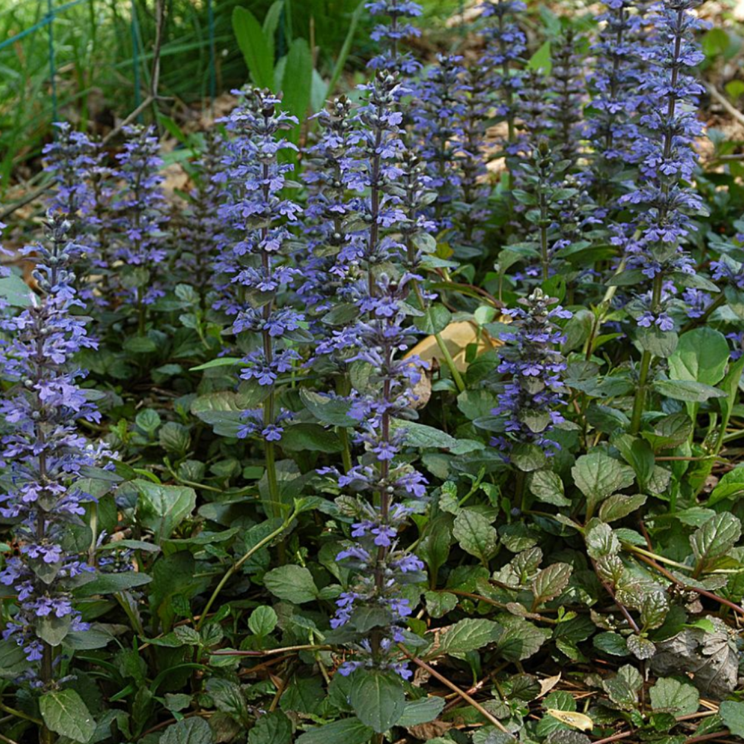 Ajuga Reptans Zelf Kweken (plug) (6 stuks) potmaat 3 cm hoogte 4 cm - 49066 - PlantenShop24
