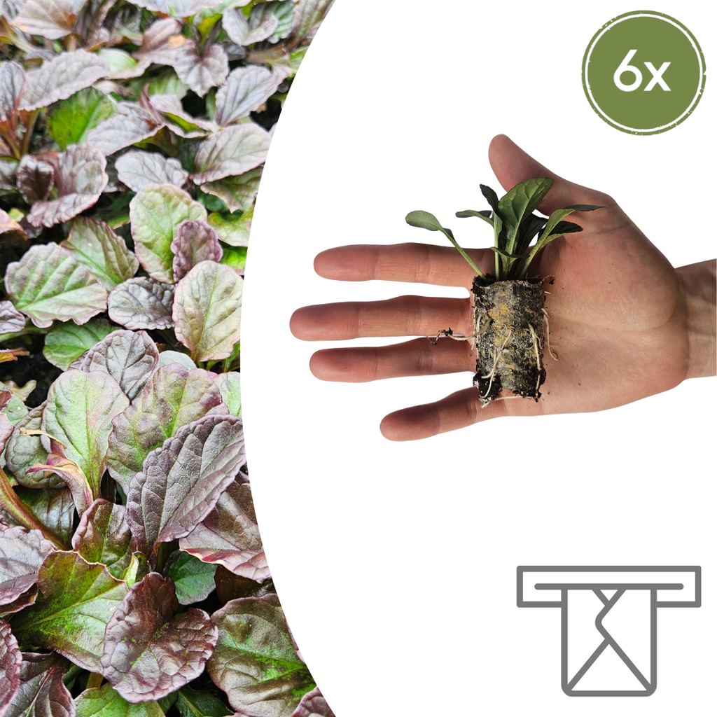 Ajuga Reptans Zelf Kweken (plug) (6 stuks) potmaat 3 cm hoogte 4 cm - 49066 - PlantenShop24