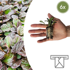 Ajuga Reptans Zelf Kweken (plug) (6 stuks) potmaat 3 cm hoogte 4 cm