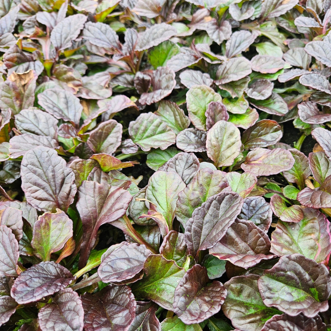 Ajuga Reptans Zelf Kweken (plug) (6 stuks) potmaat 3 cm hoogte 4 cm - 49066 - PlantenShop24