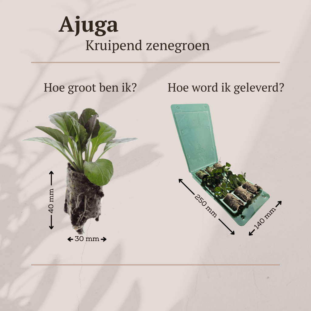 Ajuga Reptans Zelf Kweken (plug) (6 stuks) potmaat 3 cm hoogte 4 cm - 49066 - PlantenShop24