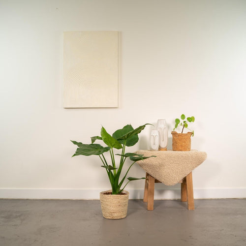 Alocasia Cucullata (met mand selin) P 19 H 65 cm - 7060 - PlantenShop24