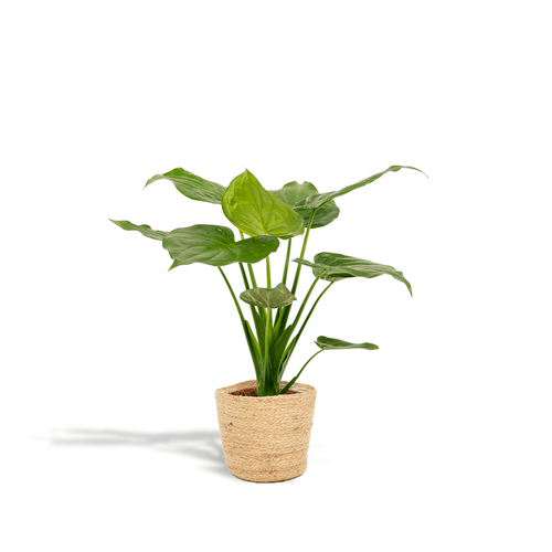 Alocasia Cucullata (met mand selin) P 19 H 65 cm - 7060 - PlantenShop24