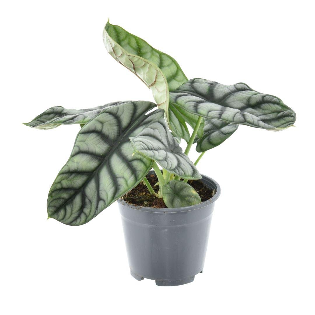 Alocasia Nebula Silver Compacta P 14 H 30 cm - 16248 - PlantenShop24
