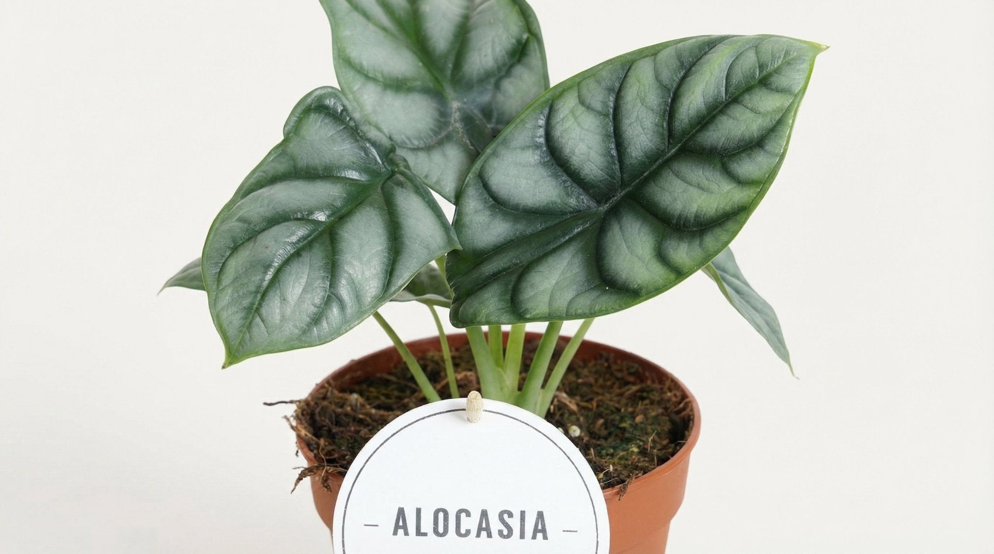 Alocasia Silver Dragon P 12 H 25 cm - 43967 - PlantenShop24