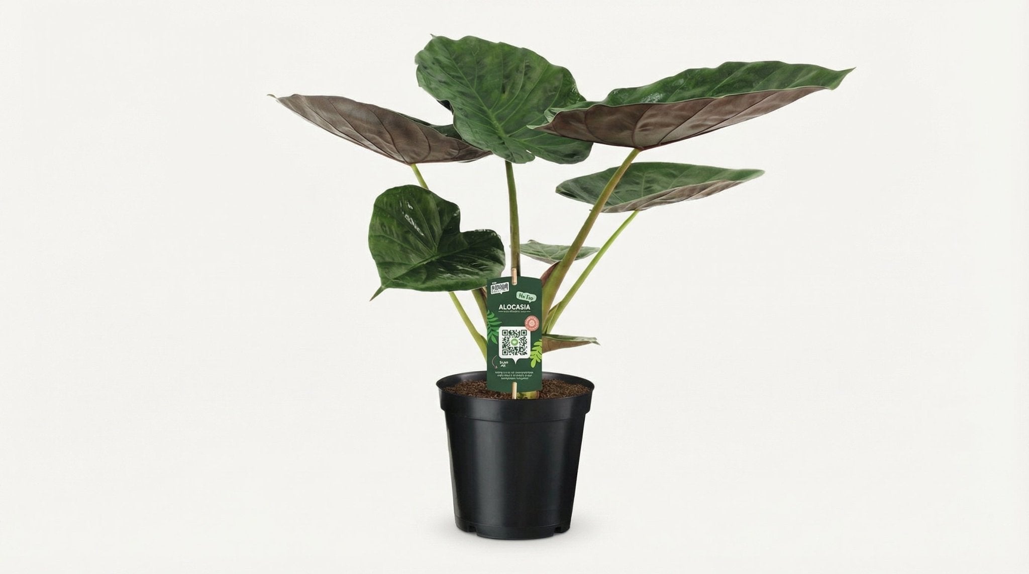 Alocasia Wentii Olifantsoor P 19 H 70 cm - 2806 - PlantenShop24