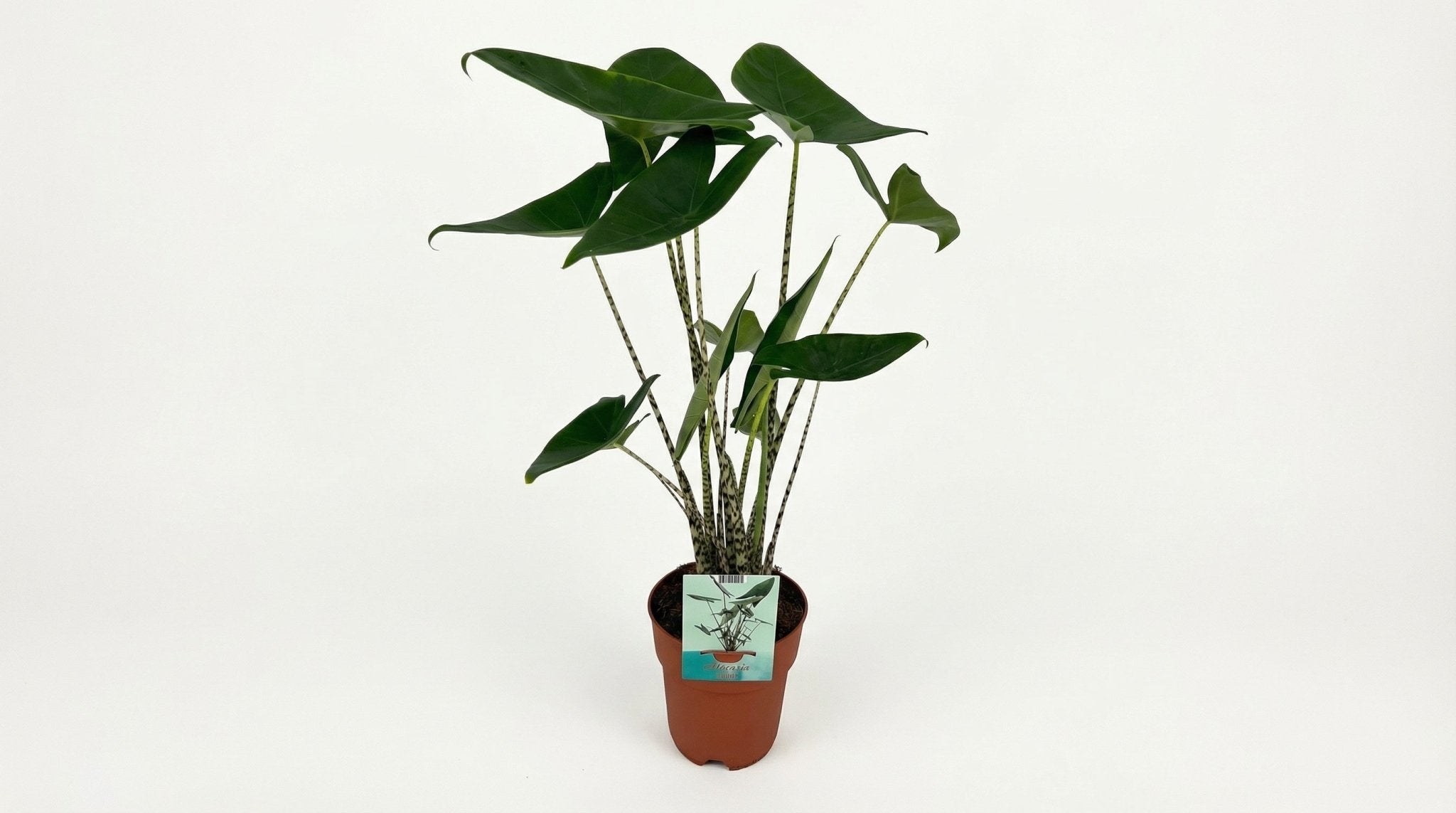 Alocasia Zebrina Olifantsoor P 19 H 75 cm - 2792 - PlantenShop24