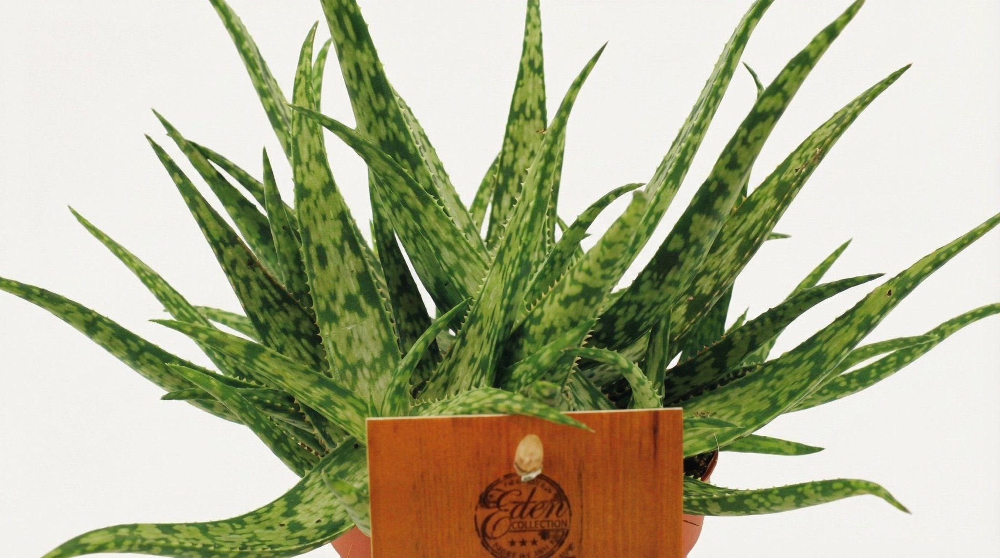 Aloe Spider P 10,5 H 15 cm - 12818 - PlantenShop24