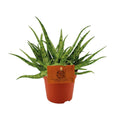 Aloe Spider P 10,5 H 15 cm - 12818 - PlantenShop24