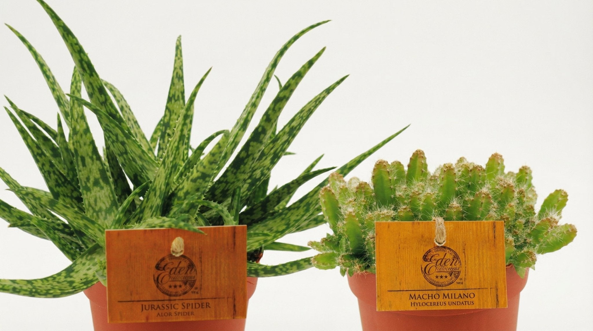 Aloe Spider/Hylocereus Undatus Duo (2x) P 10,5 H 15 cm - 30369 - PlantenShop24