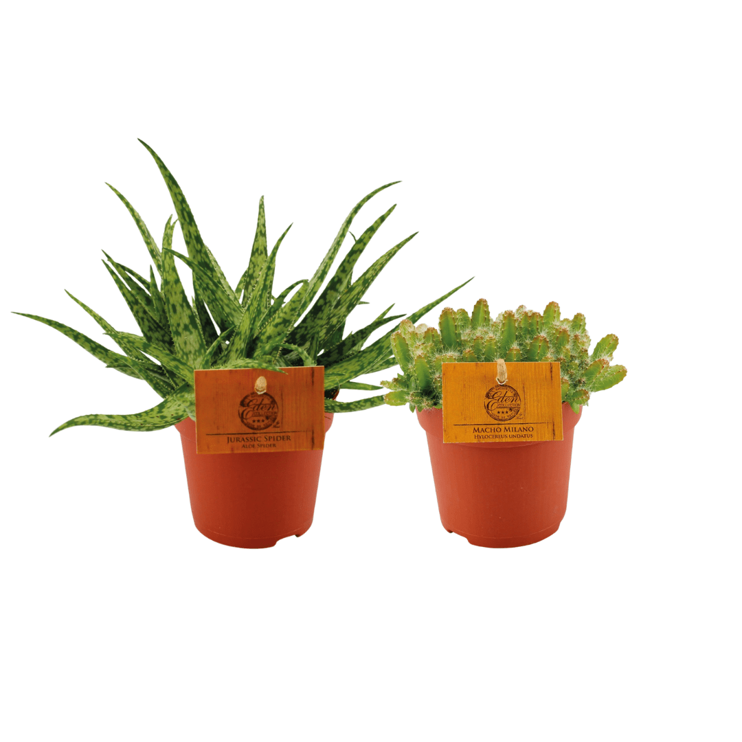Aloe Spider/Hylocereus Undatus Duo (2x) P 10,5 H 15 cm - 30369 - PlantenShop24