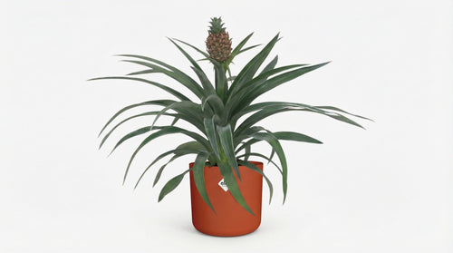 Ananas Mi Amigo (met pot elho b.for soft rond brique) P 12 cm - 21472 - PlantenShop24