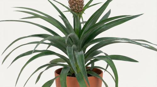 Ananas Mi Amigo (met pot elho b.for soft rond brique) P 12 cm - 21472 - PlantenShop24