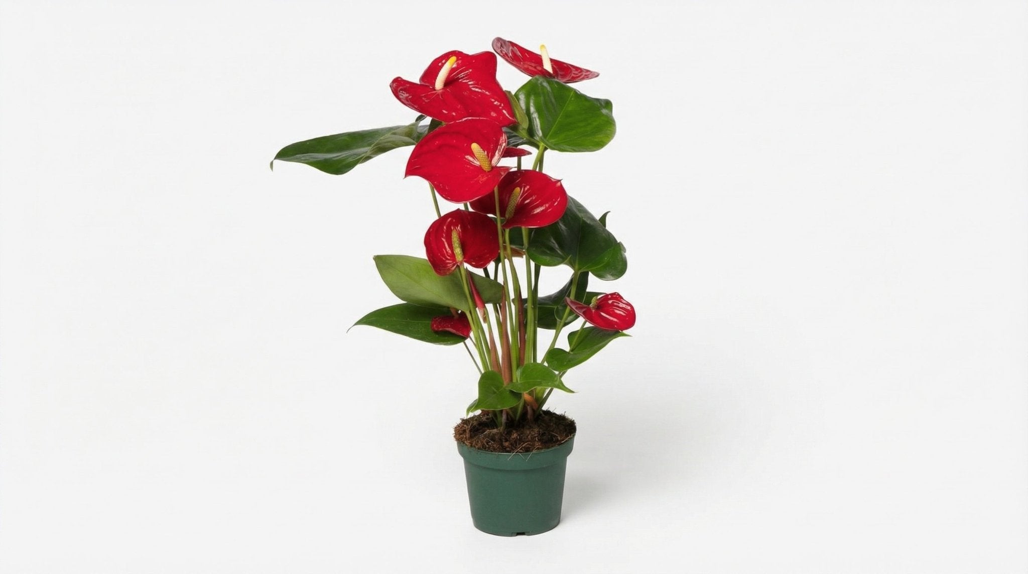 Anthurium Andreanum Nevada 'Red' P 12 H 40 cm - 3011 - PlantenShop24