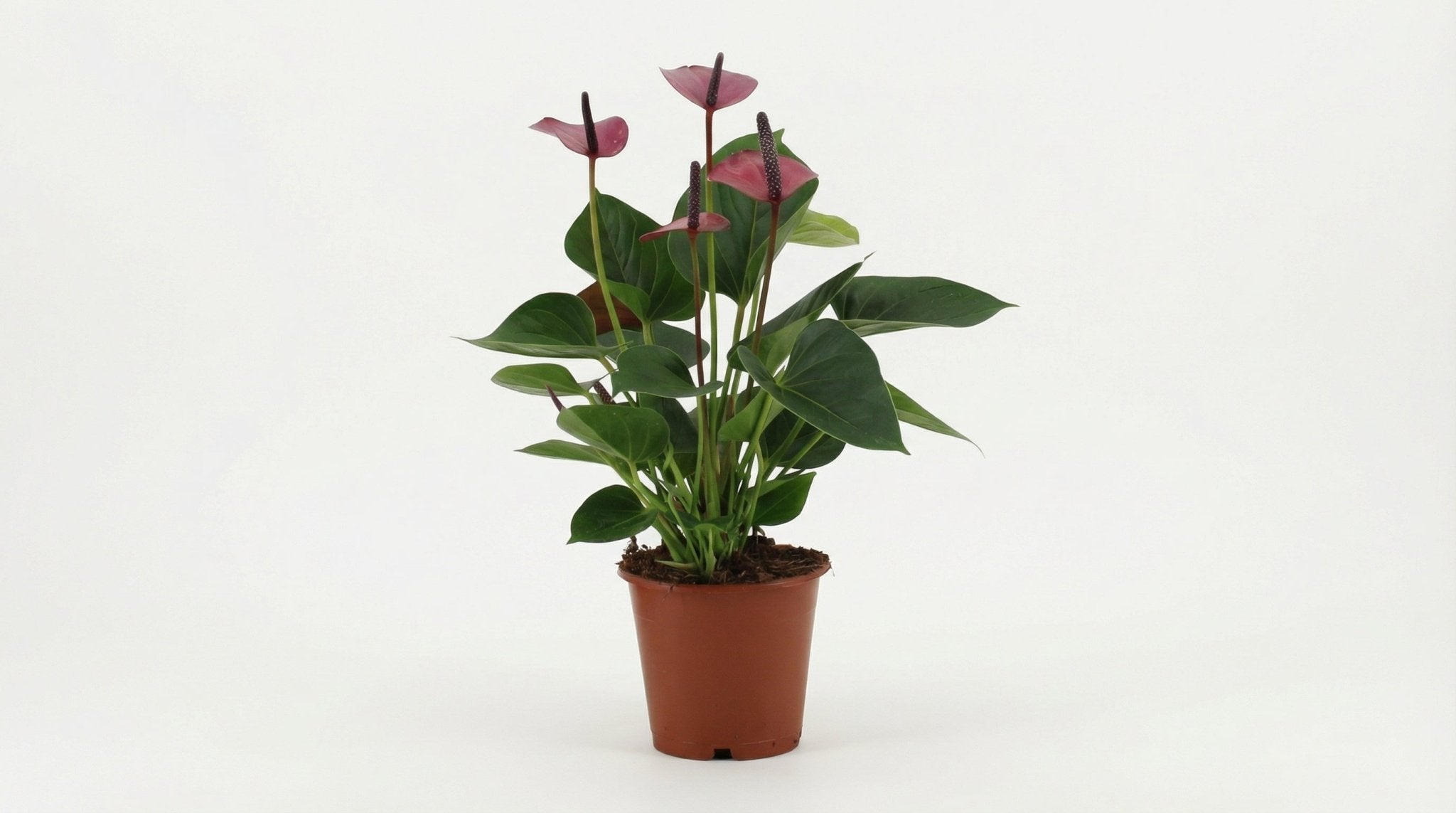 Anthurium Baby Purple In Transparant Sleeve H 36 cm - 28822 - PlantenShop24