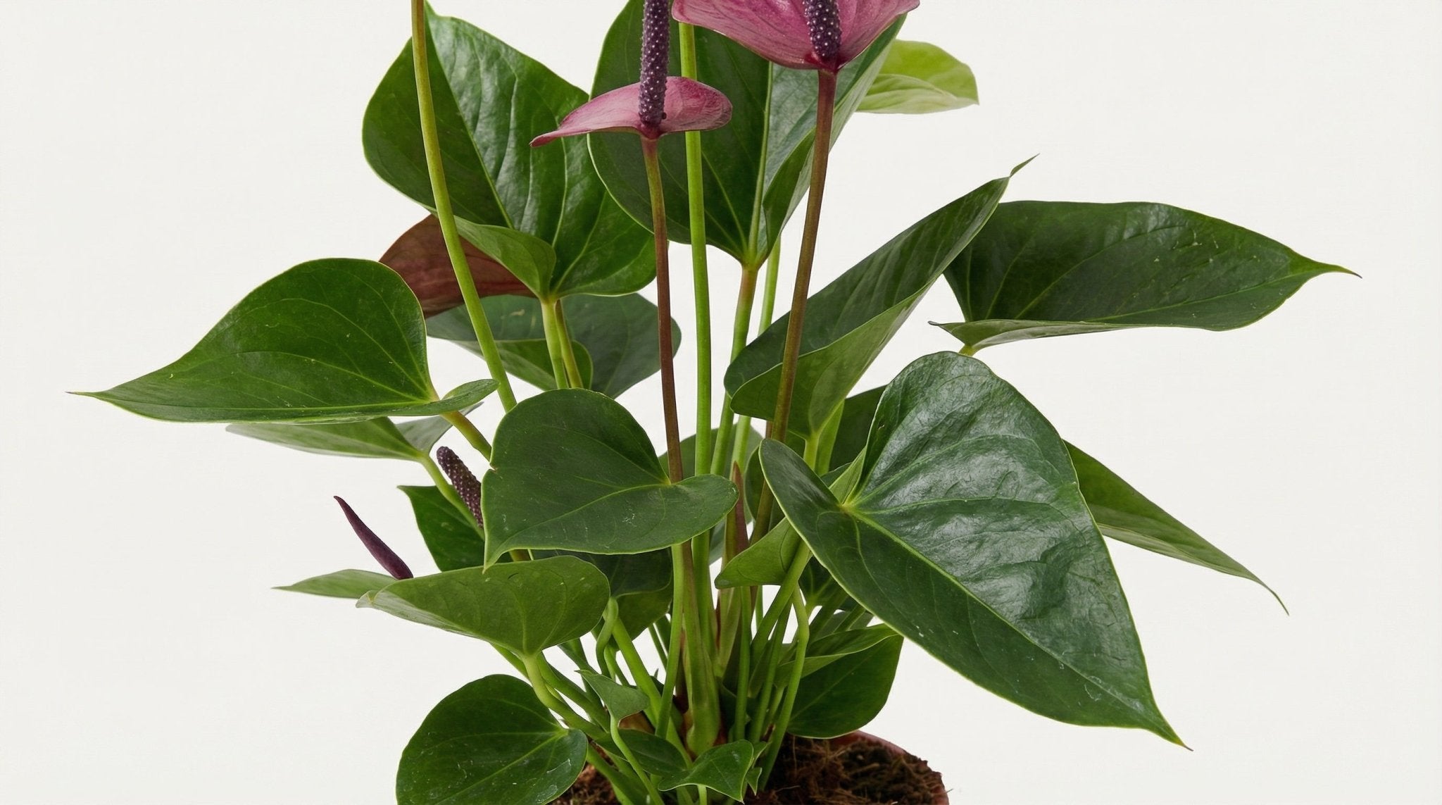 Anthurium Baby Purple In Transparant Sleeve H 36 cm - 28822 - PlantenShop24