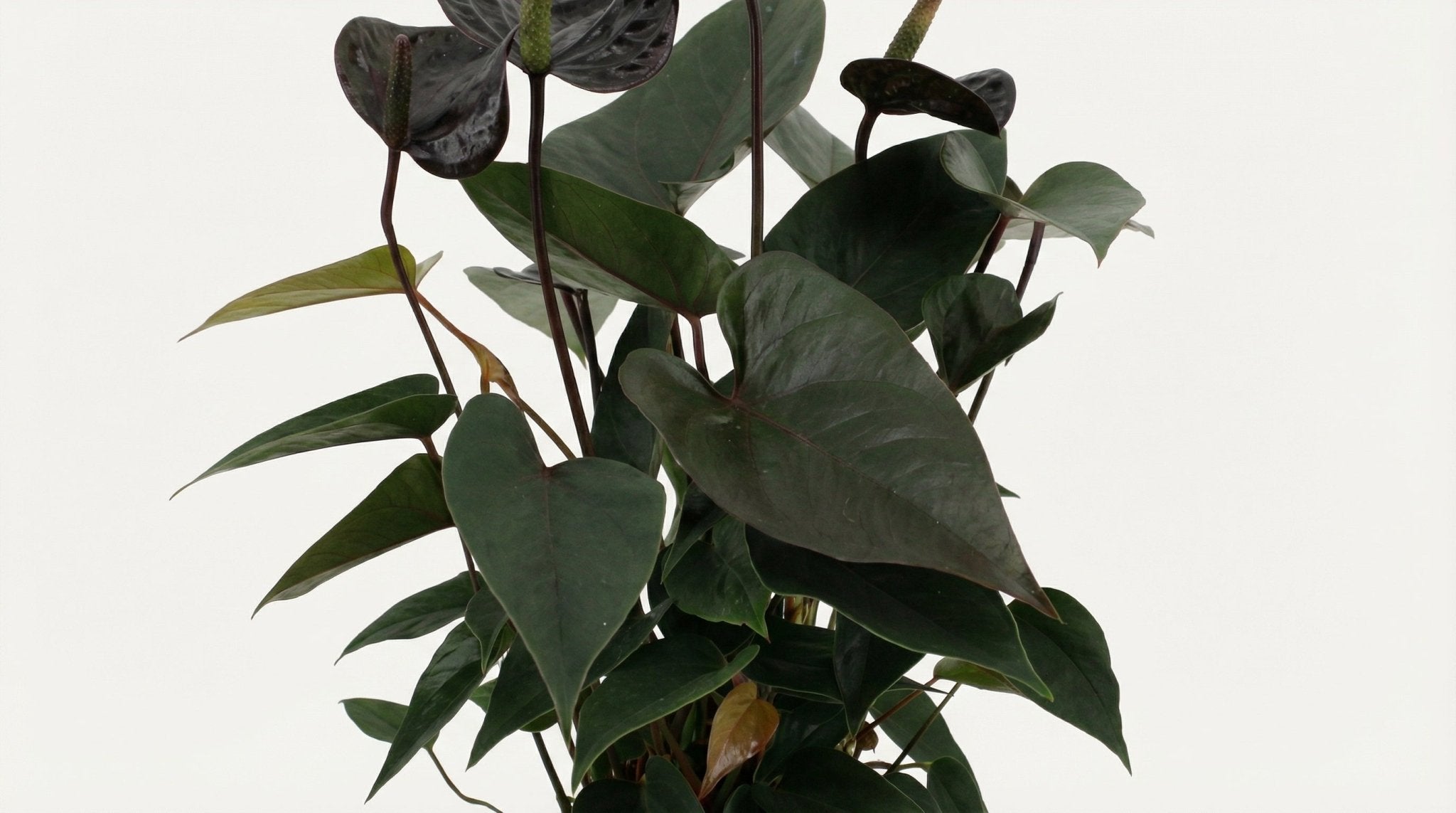 Anthurium Black Love In Transparant Sleeve P 12 H 36 cm - 28824 - PlantenShop24