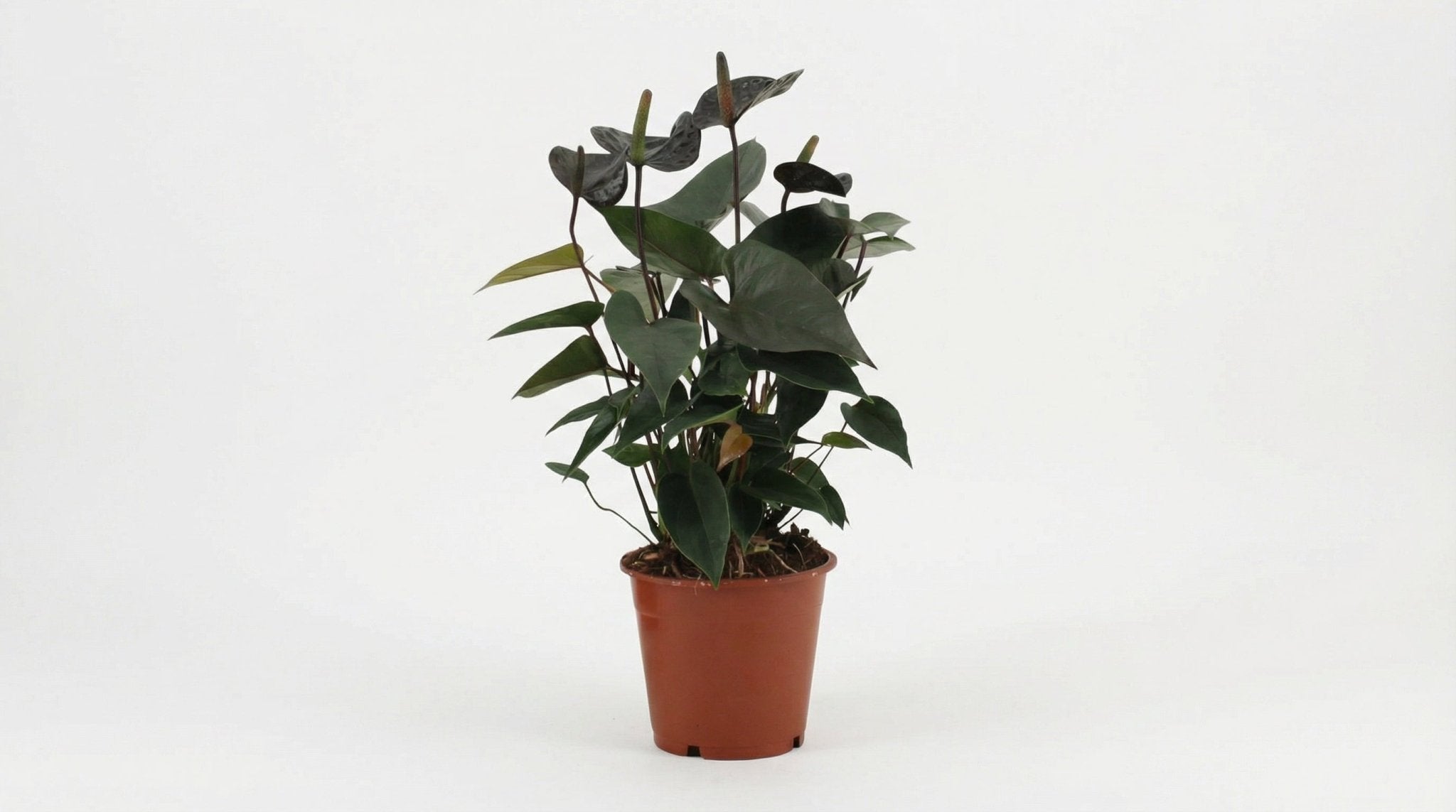 Anthurium Black Love In Transparant Sleeve P 12 H 36 cm - 28824 - PlantenShop24