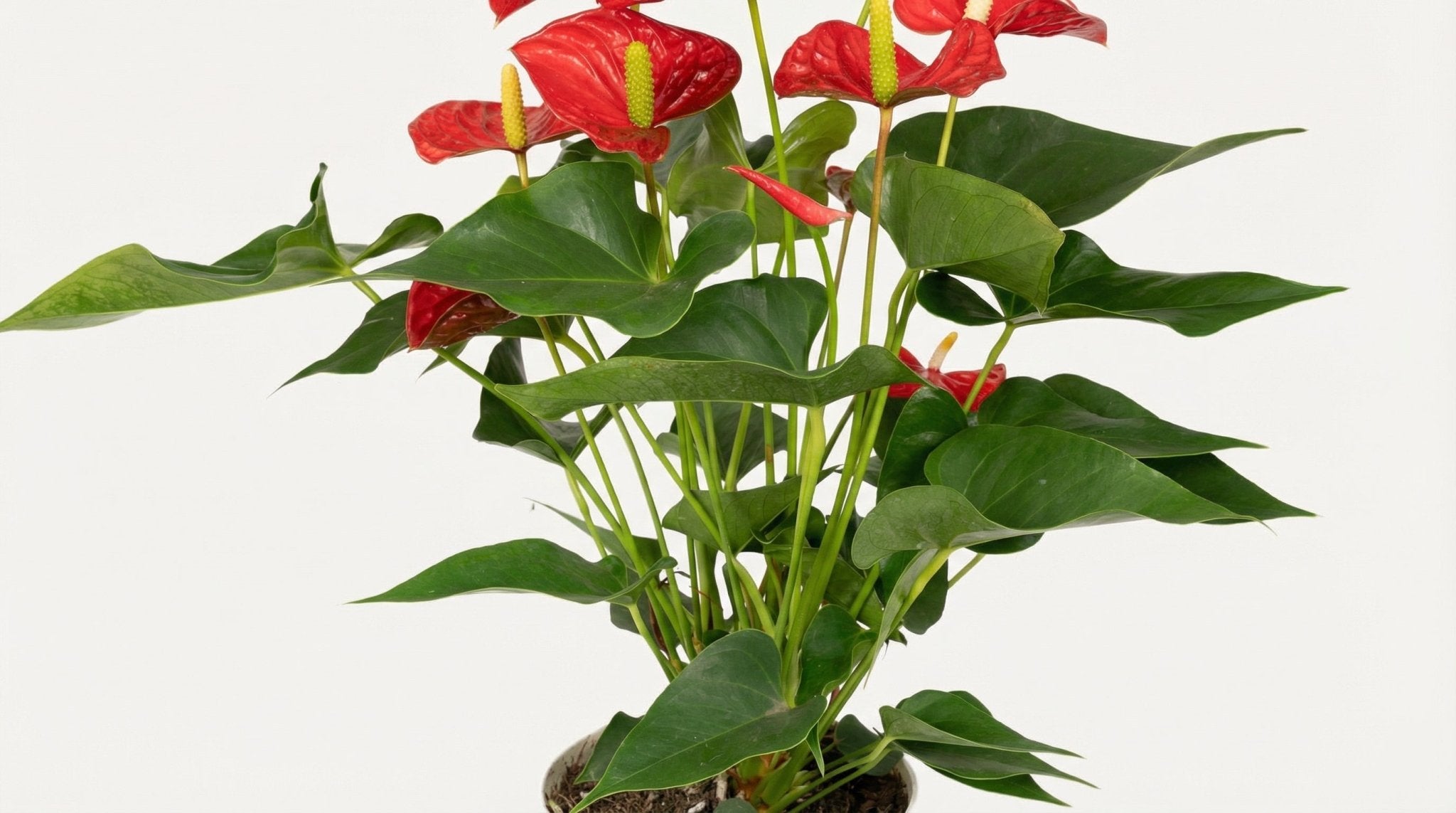 Anthurium 'Red' P 17 cm H 55 cm - 3012 - PlantenShop24