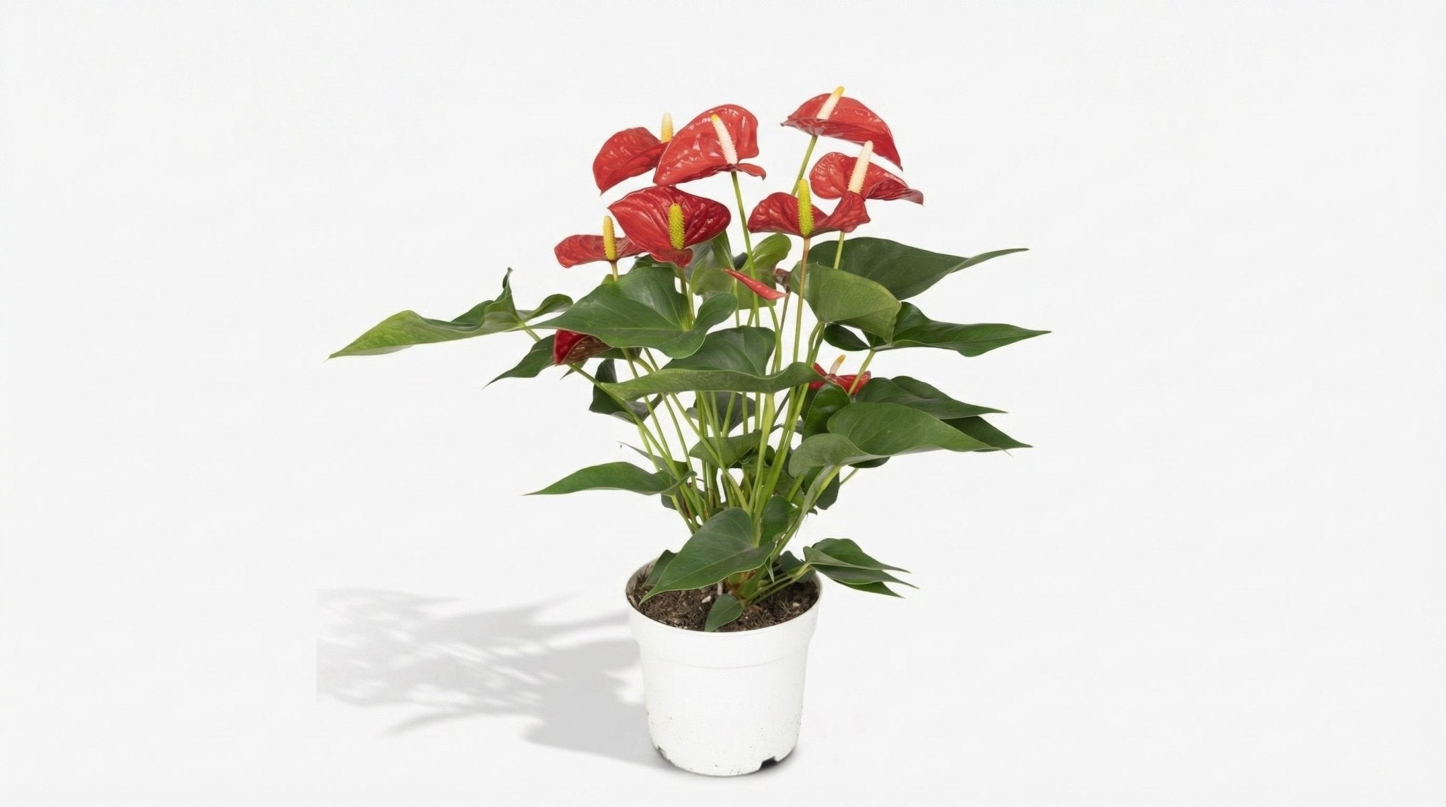 Anthurium 'Red' P 17 cm H 55 cm - 3012 - PlantenShop24
