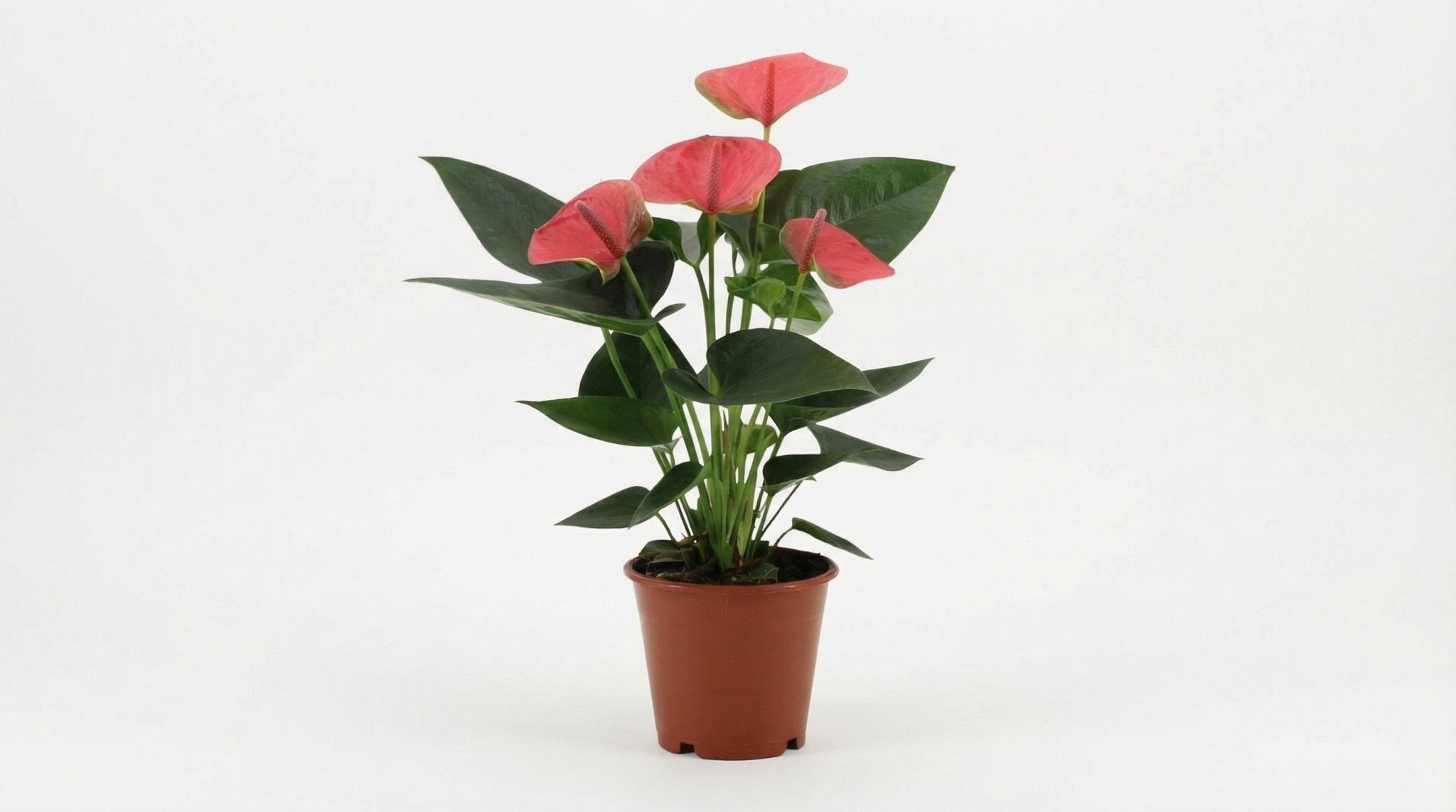 Anthurium Sweet Dream (in transparant sleeve) P 12 H 36 cm - 28828 - PlantenShop24