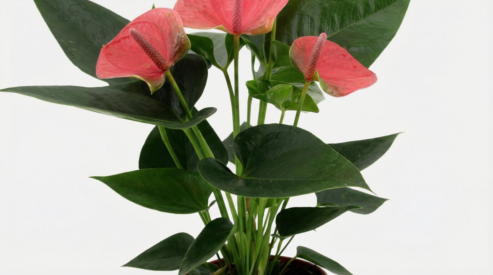 Anthurium Sweet Dream (in transparant sleeve) P 12 H 36 cm - 28828 - PlantenShop24