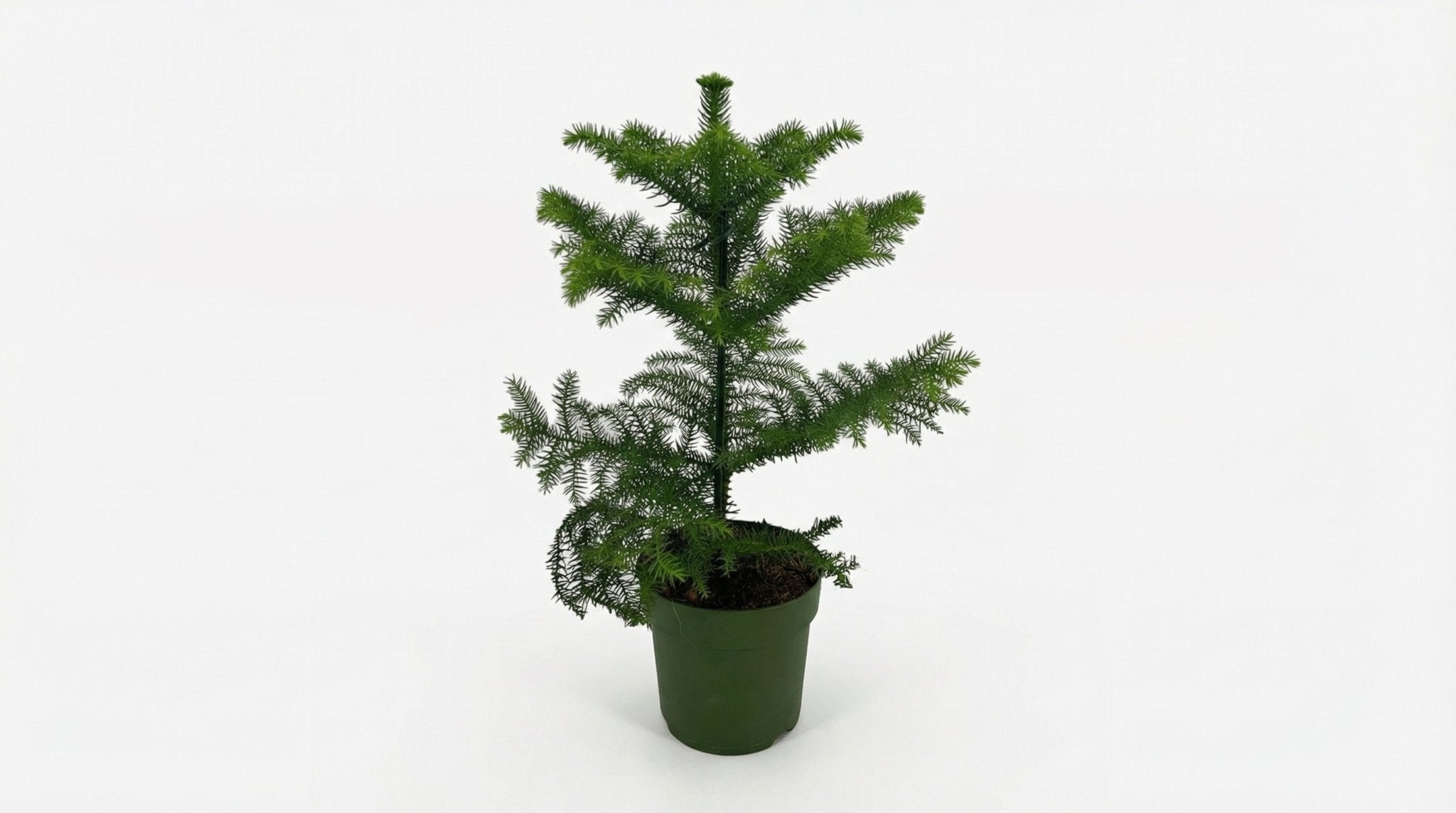 Araucaria P 14 H 38 cm - 25371 - PlantenShop24