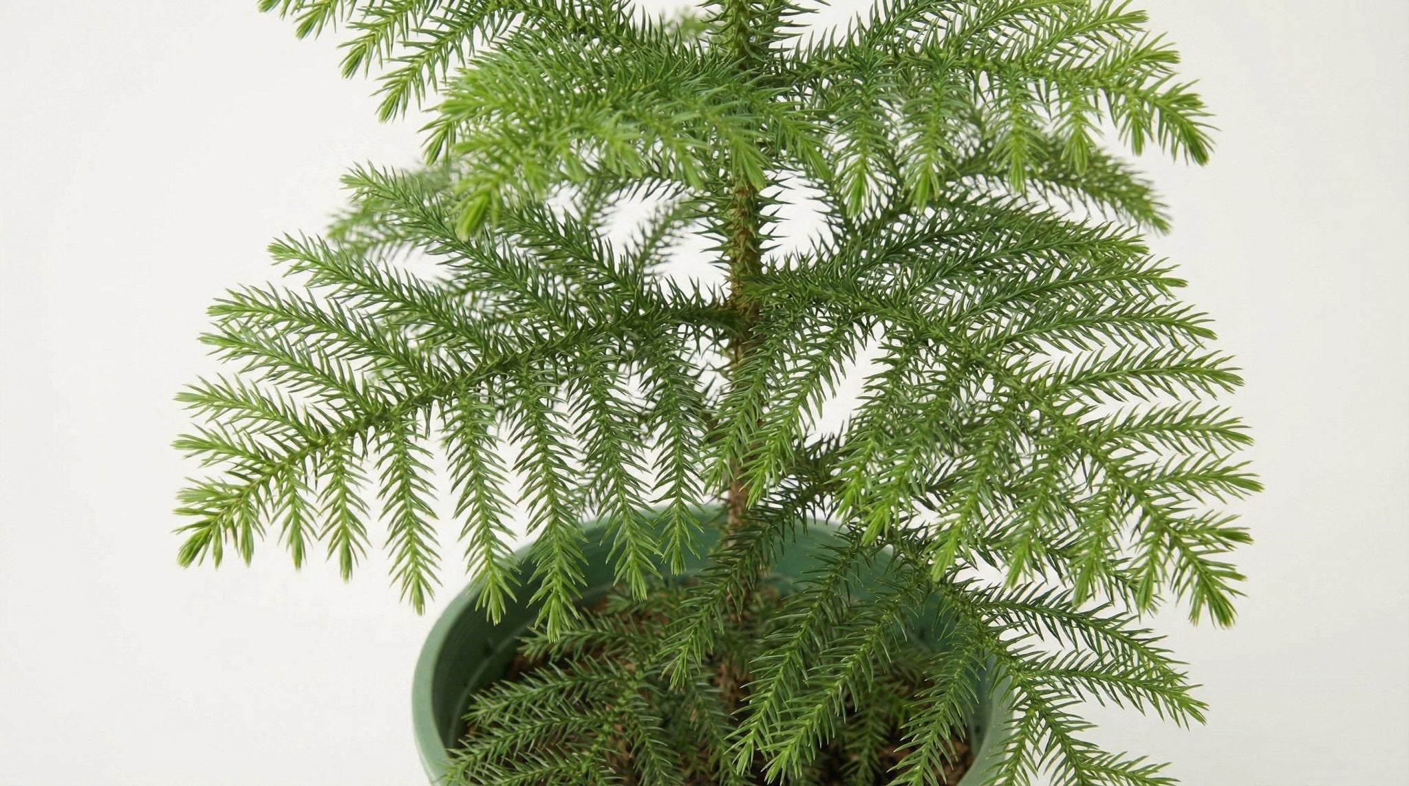 Araucaria P 14 H 38 cm - 25371 - PlantenShop24