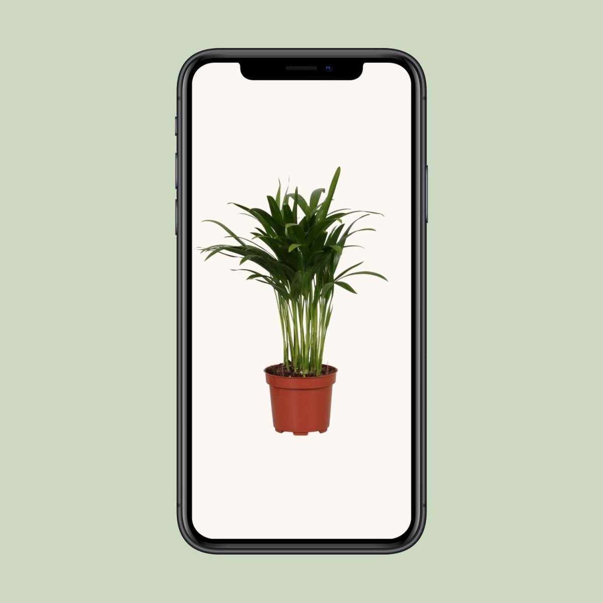 Areca Catechu P 12 H 35 cm - 9647 - PlantenShop24